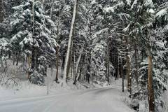 Wieder etwas Schnee im Hausruckwald