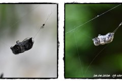 Gefangen im Netz der Spinne Gefangen im Netz der Spinne