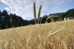 Erntezeit
