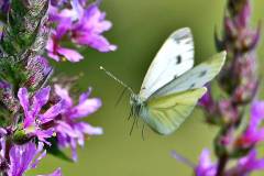 Falter im Anflug auf Blüte