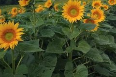 die ersten Sonnenblumen
