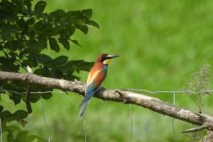 Bienenfresser in Eferding