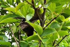 Fledermaus in einem Kakibaum