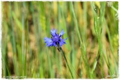 Kornblume mit Ameise