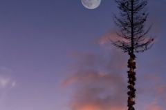 Ein letzter Blick auf den Maibaum in Bruckmühl ....