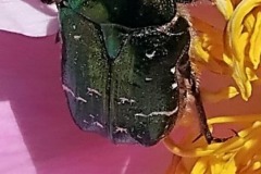 Rosenkäfer