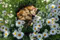 Katze im Blumenbett