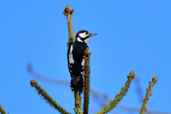 Ausschau nach dem Osterhasen