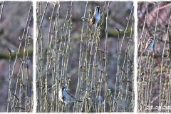 morgendliche Begleitmusik