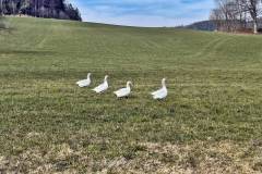 Enten Spaziergang