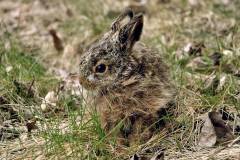 Junger Hase in seiner Kinderstube