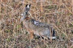 Bis Ostern hat er noch etwas Zeit
