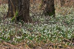 Frühling in der Bärnthaler Au