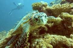 Neugierige Meereschildkröte
