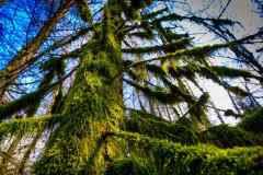 "immergrüner" Baum