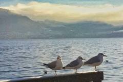 Möwen am Attersee
