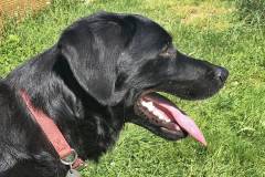 Wachhund