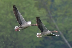Wildgänse im Flug