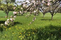 Baumblüte und Löwenzahn- Die schönsten Frühlingstage im Jahr