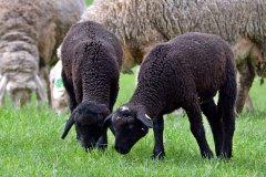 Nachwuchs