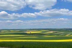 Rapsfelder im Waldviertel