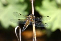 eine Vierflecklibelle