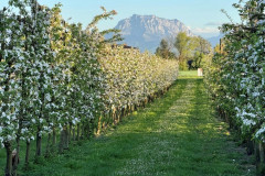 Apfelblüte mit Traunstein