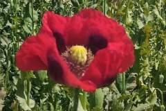 Der Mohn geht auf Der Mohn geht auf