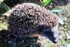 Igel unterwegs ins Winterquartier