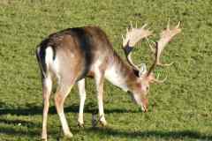 Damhirsch