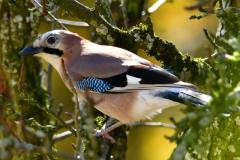 Werden auch immer seltener - die Eichelhaeher