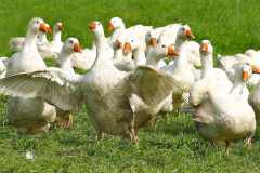 Ich (Gernot) gebe Fred Recht:gewisse alte Bräuche sind nicht mehr zeitgemäß und sollten abgeschafft werden