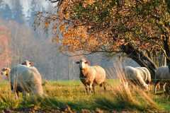 goldener Schafherbst