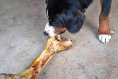 Ein Riesenknochen für den Hund