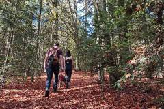 Herbstlicher Hausruckwald