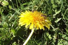 Im Oktober noch einmal Löwenzahn und die Schwebfliegen finden auch wieder was das Herz begehrt