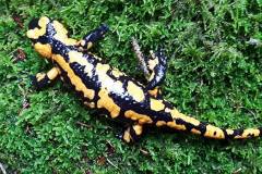 Salamander an einem Regentag