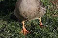 Attacke!  Eine Gans im Angriffsmodus ....