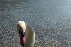 Traunseeschwan Traunseeschwan