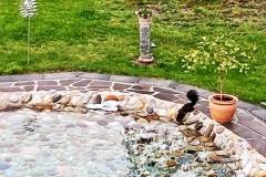 Auch Eichkatzerl haben Durst, beim Wassertrinken erwischt