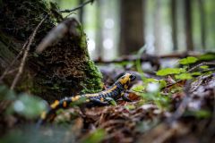Hallo "Salamandra" Hallo "Salamandra"